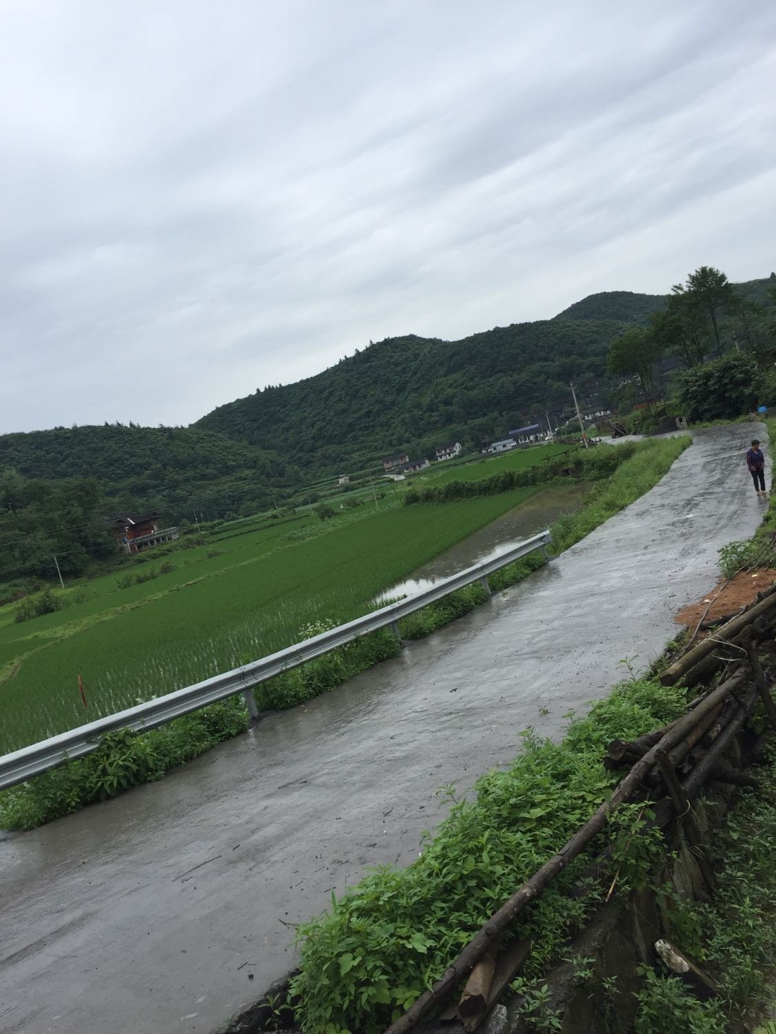 枫树岭镇天气预报更新通知