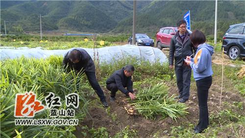 蓝山原种场交通升级助力地方发展最新消息