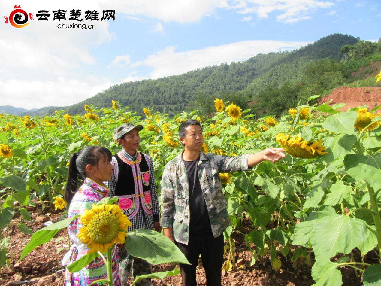 桂花村委会领导团队全新亮相，未来工作展望与期待